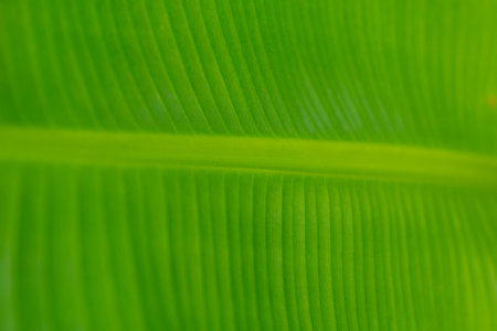Banana leaf texture with natural green background.