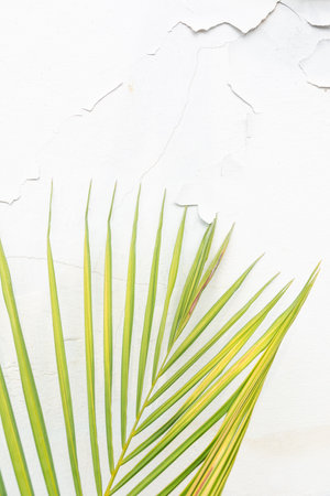 Palm leaf texture on white concrete wall background.の写真素材