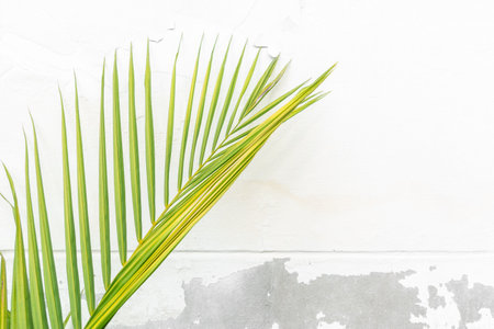 Palm leaf texture on white concrete wall background.の写真素材