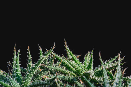 Closeup of cactus on natural light background.の写真素材