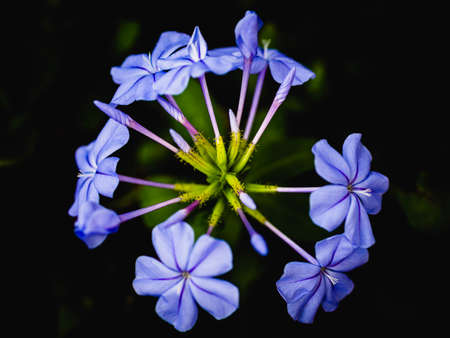 Cape leadwort or plumbago auriculata flowers on natural dark background