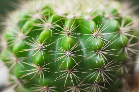 Green echinopsis calochiroa cactus on natural backgroundの写真素材