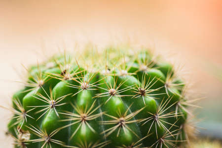 Green echinopsis calochiroa cactus on natural backgroundの写真素材