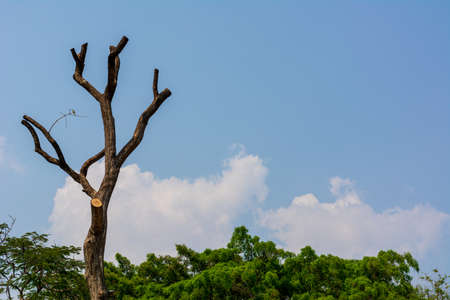 Image of prunned tree on natural blue sky background.の写真素材