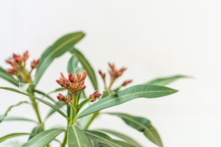 Closeup of oleander flowers with natural white background.