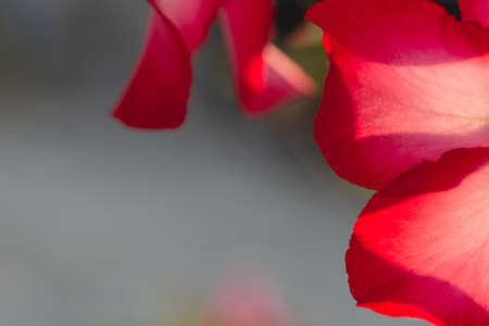 Macro shot of azalea flower with naturally blurred background.の写真素材