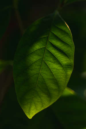 Abstract green leaf backlit by sun with natural blurred background.