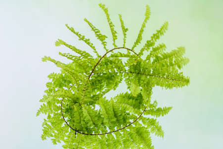 Fern leaf on natural light background.