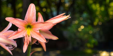Amaryllis, Hippeastrum flowers on blurred nature green background.の写真素材