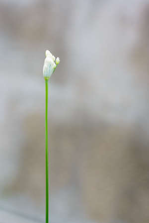 Beautiful white chives flower on nature background.