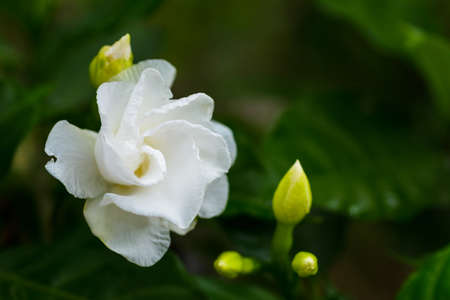 white gardenia flower on nature green background.
