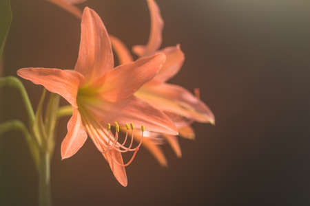Amaryllis, Hippeastrum flowers on blurred nature background with copy space.の写真素材