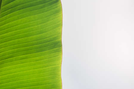 Banana leaf isolated on white background.の写真素材