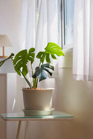 Monstera deliciosa in simple living room. Natural light background.の写真素材