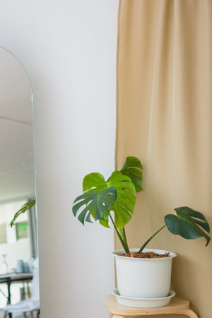 Monstera deliciosa in simple living room. Natural light background.の写真素材