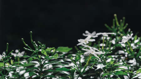White gardenia jasminoide flowers on natural dark background.
