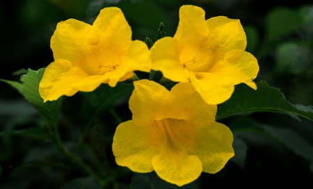 Yellow trumpet flowers on natural light background.の写真素材
