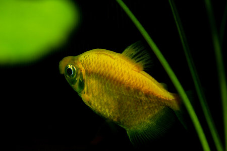 Yellow gold tetra swimming in aquarium. Popular freshwater fish.の写真素材