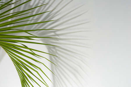 Palm leaf and blurry shadow on white background.