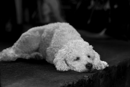 Young white poodle dog on natural dark background. Black and white photography.の写真素材