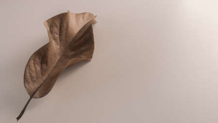 Dry leaf on light brown background. Minimal concept.の写真素材