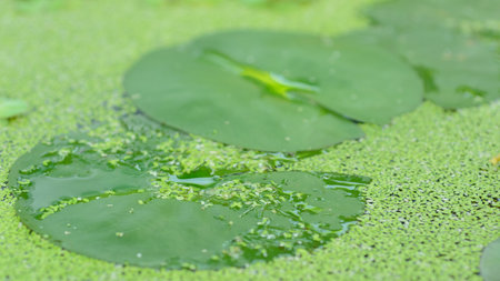 Lotus and green water plants in the pond on natural light background.の写真素材