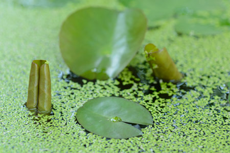 Lotus and green water plants in the pond on natural light background.