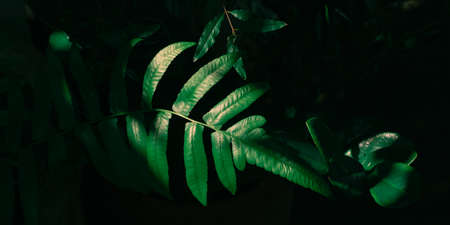Fern leaf on natural dark background. Ecology concept.の写真素材
