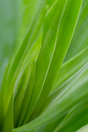 Fresh green leaf on natural light background.の写真素材
