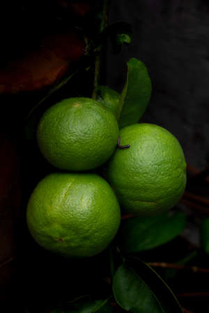 Fresh lime on natural dark background. Low key photography style.