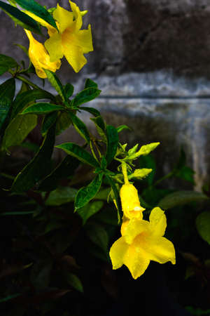Allamanda cathartica, yellow flowering plant on natural light background.