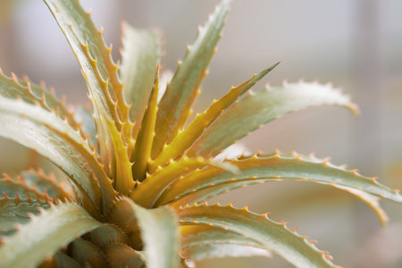 Beauty Bromeliad leaves on natural light background.の写真素材