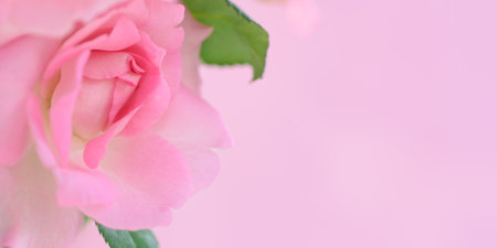 Pink rose flower close up on natural light background.の写真素材