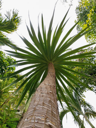 Dracaena cochinchinensis tropical evergreen tree low angle view landscape.