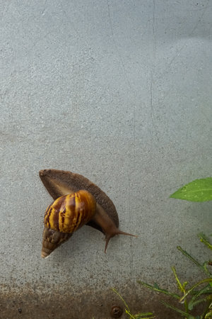 Snail crawls alone on cement wall.の写真素材