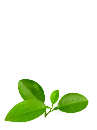 Fresh green lemon leaves isolated on white background.