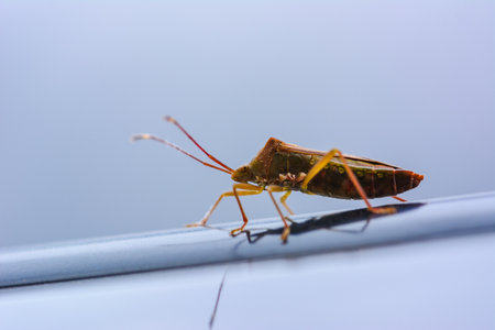 Close up shot of brown insect on white gray background.