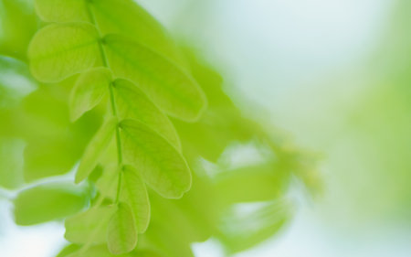 Amazing nature view of tamarind green leaf on blurred greenery background.の写真素材