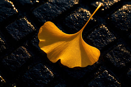 A bright yellow ginkgo leaf lying on a bed of dark wet cobblestones.の素材