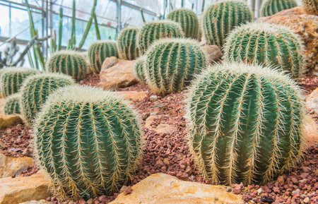 cactus in desert, cactus on rock, cactus Nature green background or wallpaper, domestic cactus...