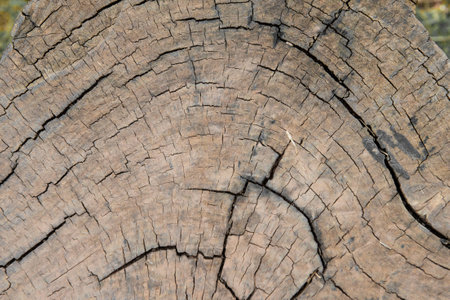 Wood texture Background. Wooden background