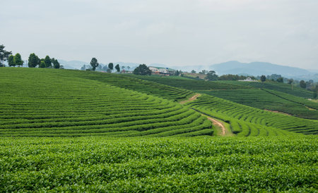 Tea Plantationsの写真素材