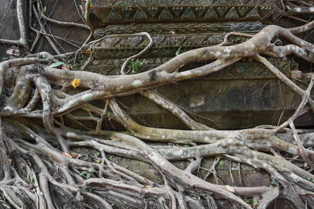 Root of the tree. The roots of the tree were for a long time.の写真素材
