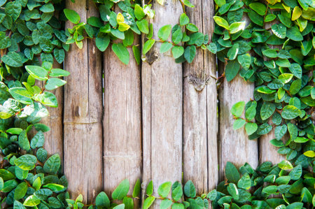 Bamboo panels with ivy growing frameの写真素材