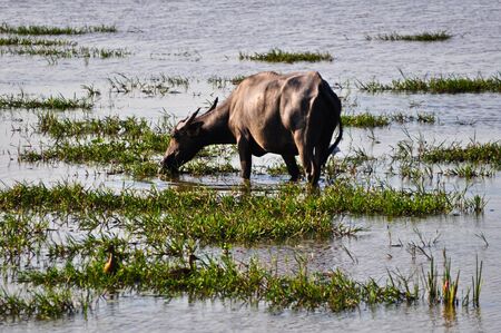  buffaloの写真素材