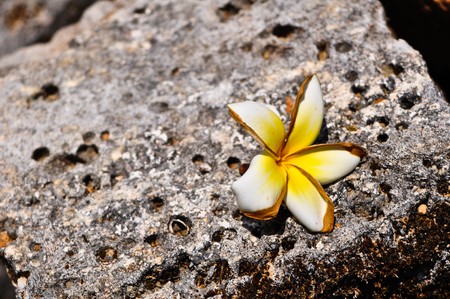 Flower on the rockの写真素材