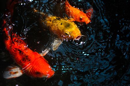 Fancy Fish Craft