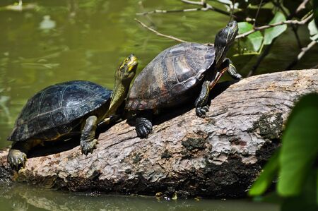 Two turtles on a logの写真素材