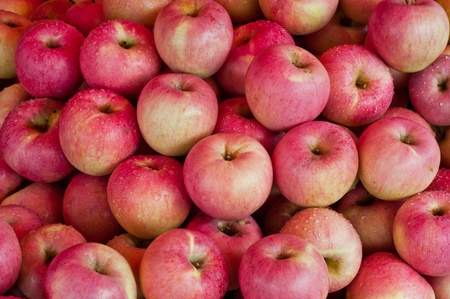 Pink lady applesの写真素材