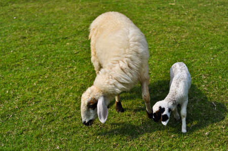 Mother sheep and her lamb in lawn  field の写真素材